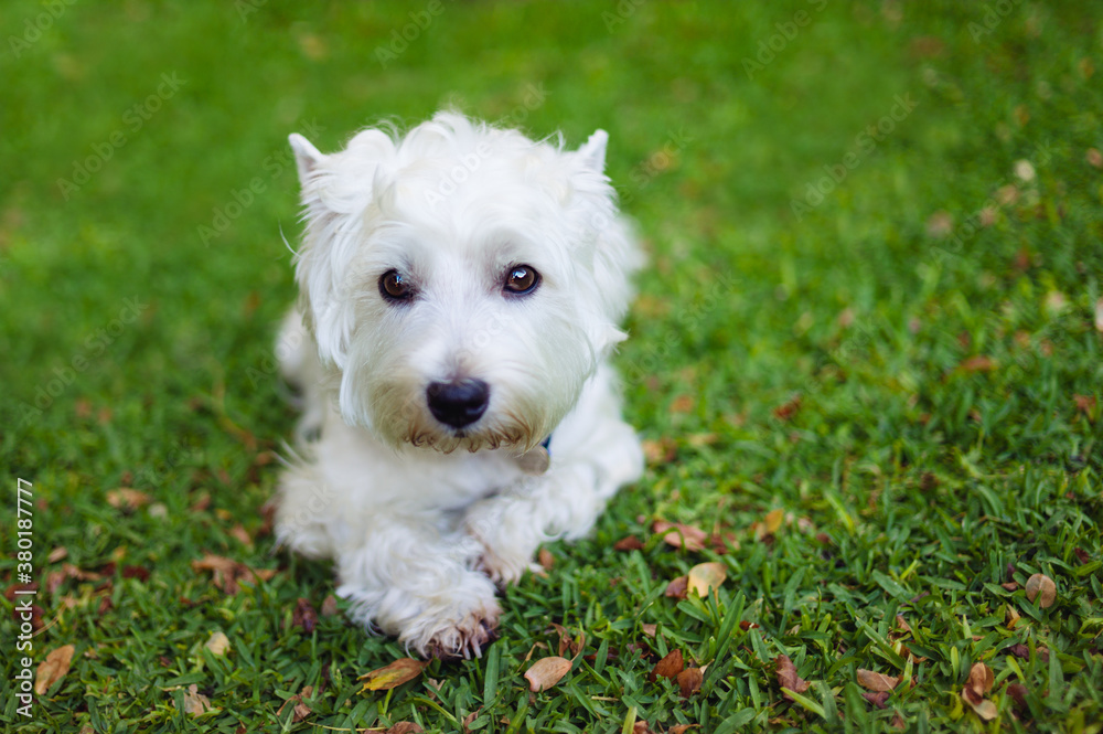 Small white dog looking pretty lying on grass Small white dog looking pretty lying on grass