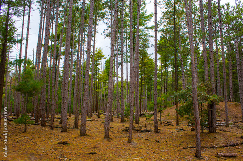 A conifer forest pine in late summer in Michigan