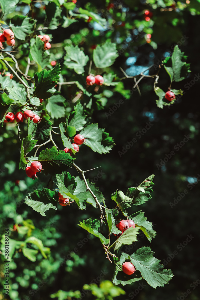 Green branch with red hawthorn fruits vertically