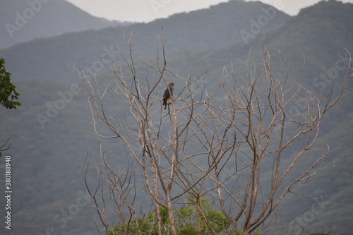 halcon peregrino joven en medio de la sierra madre occidental photo