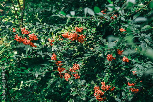 A bunch of orange pyracantha berries on a dark green leaves background photo