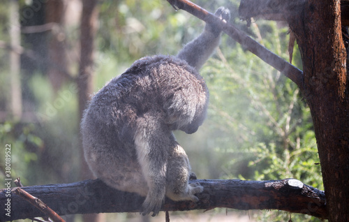 Canvas Print A Rescued Australian Koala (Phascularctos cinereus)
