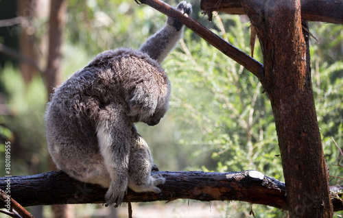 Photography A Rescued Australian Koala (Phascularctos cinereus)