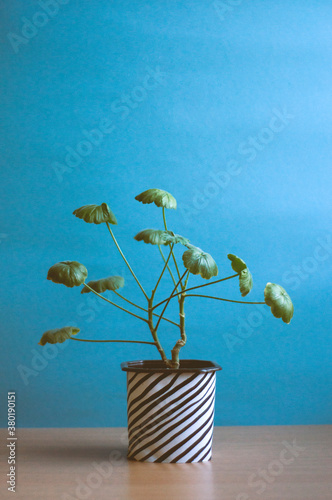 stripe flower