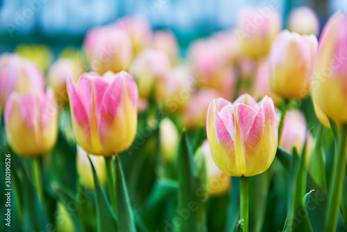 Background with pink tulip