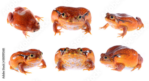 The false tomato frog Dyscophus guineti isolated on white background, skin texture and eyes close-up. Environmental protection concept. Herpetology, zoology, graphic resource, collage, image set photo