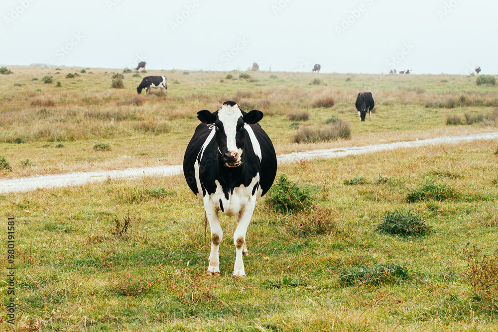 Free-range happy milk cow grazing on an open pasture in California Free-range happy milk cow grazing on an open pasture in California