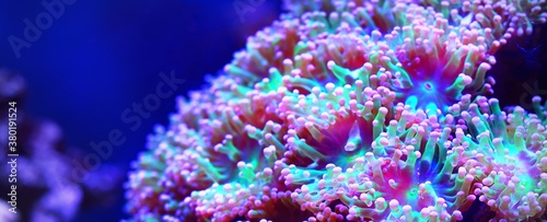 Sea anemones and corals in marine aquarium. Colorful abstract natural pattern...