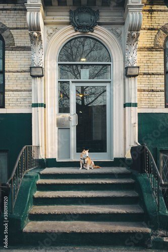 Pet Dog Shiba Inu Waiting for Owner at Residential Building Entrance photo