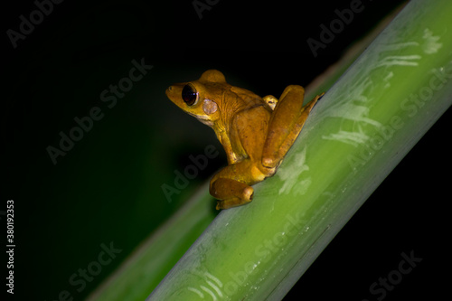 Tropical frog on banana leaf. Close-up. Background