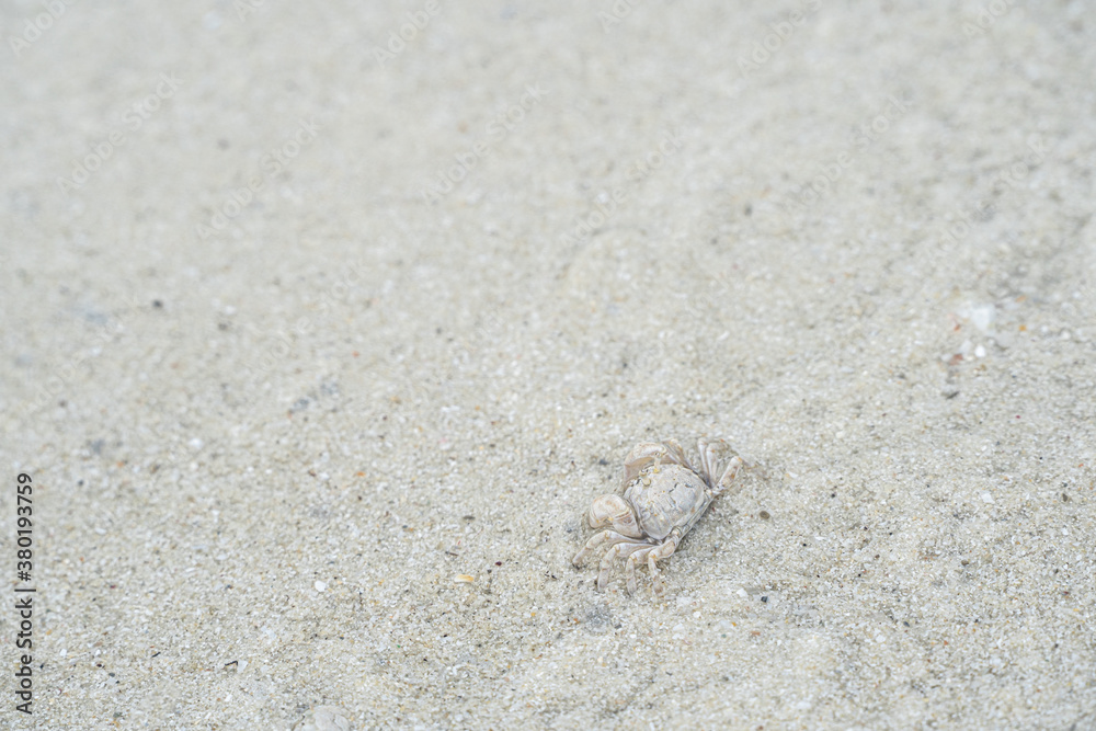 ghost crab on the sand at the Samet island seashore. ghost crab on the sand at the Samet island seashore.
