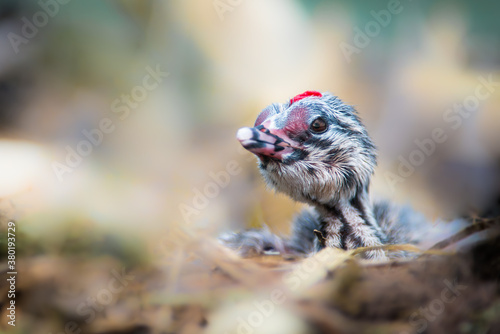 Newborn Great crested grebe chick photo