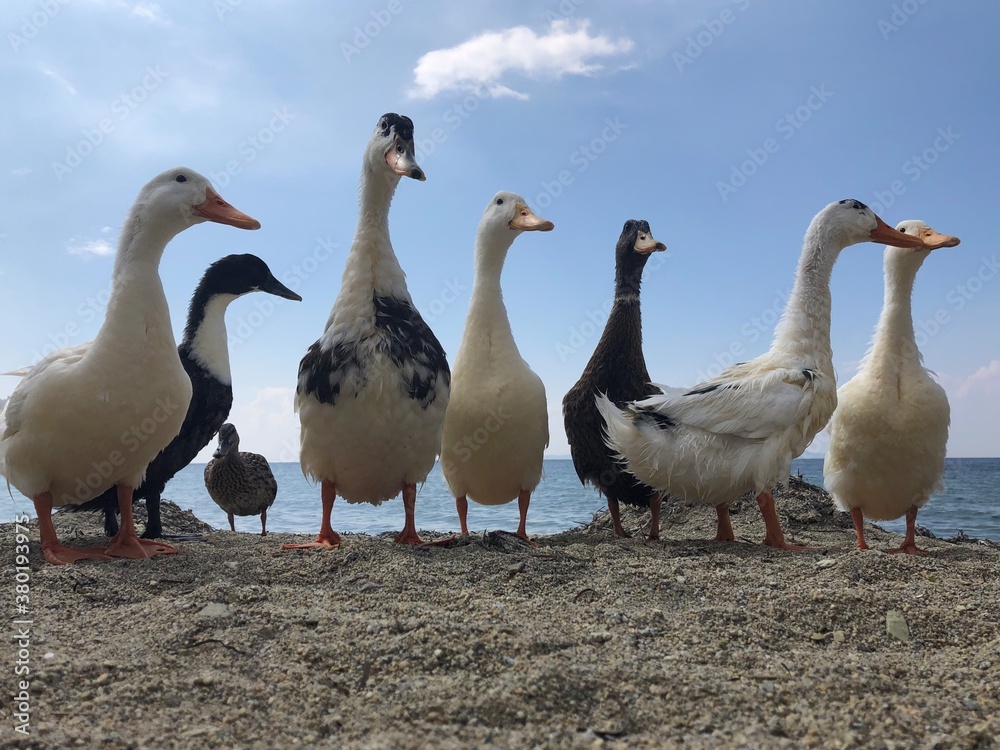 duck duck