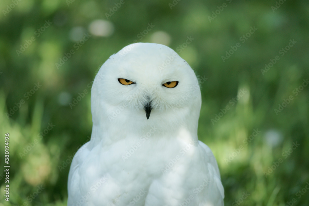 Snowy Owl Snowy Owl