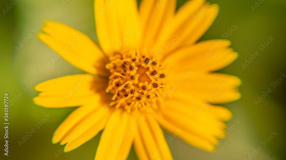 Close up macro of flower in the morning time park outdoor Close up macro of flower in the morning time park outdoor