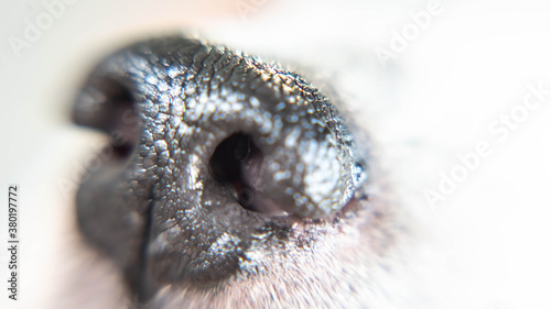 Photography Close up macro filter of dog nose