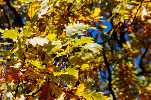 Colorful autumn oak leaves on the branch of oak tree in the forest