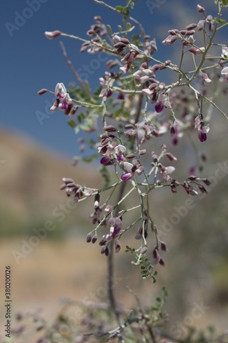 Purple raceme inflorescences bloom on Desert Ironwood, Olneya Tesota, Fabaceae, native hermaphroditic tree in Joshua Tree National Park, Colorado Desert, Springtime. photo