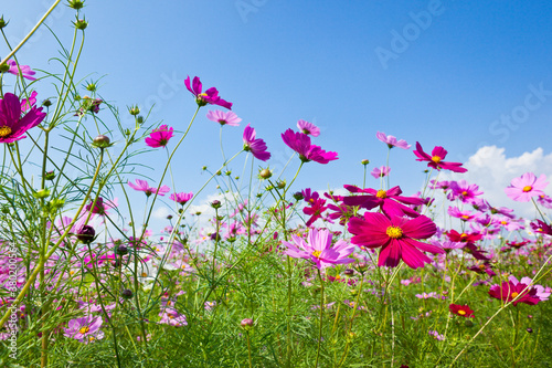 青空とピンクのコスモス