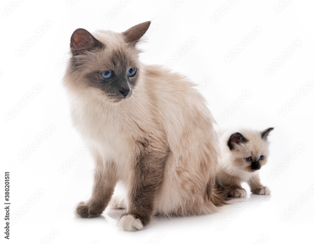 birman kitten and mother