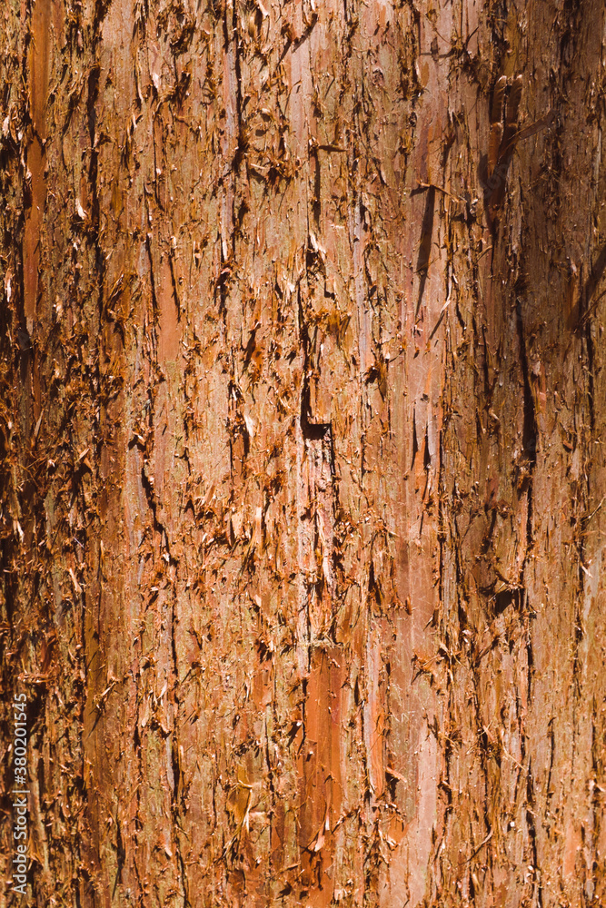 Sugi (Japanese cedar) bark