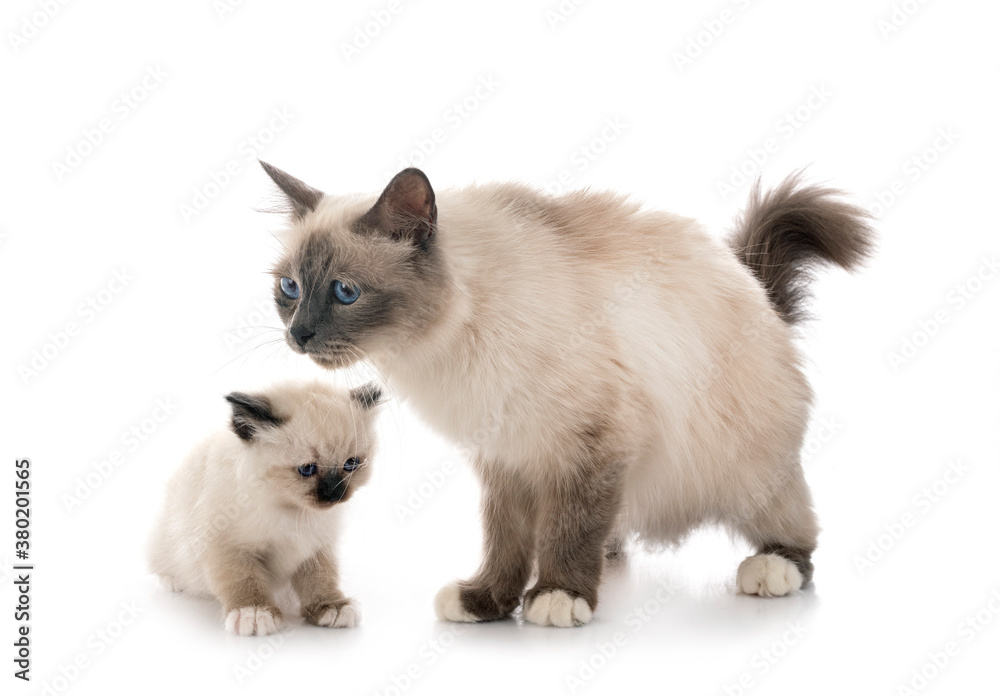 birman kitten and mother birman kitten and mother