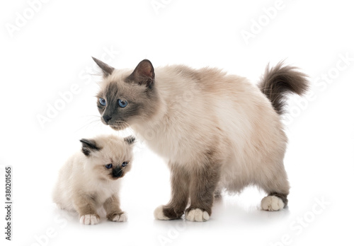 Fototapeta Naklejka Na Ścianę i Meble -  birman kitten and mother