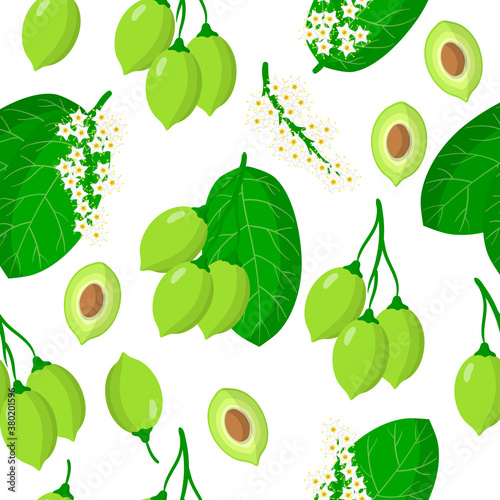 Vector cartoon seamless pattern with Terminalia or Kakadu plum exotic fruits, flowers and leafs on white background