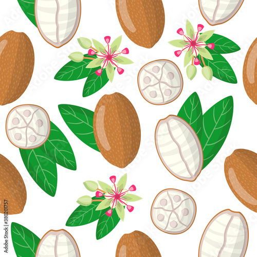 Vector cartoon seamless pattern with Theobroma grandiflorum or cupuacu exotic fruits flower and leaf on white background photo