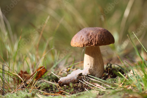 Borovik grows on a background of green moss. A white mushroom stands in the forest.