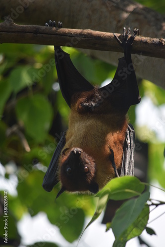 Bats (indian flying fox) Hanging at a Tree In  a forest