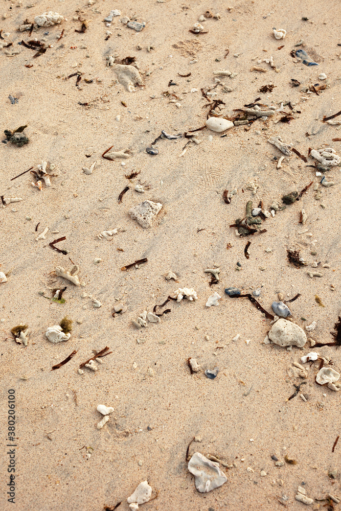 Seaweed and coral on the sand. Seaweed and coral on the sand.