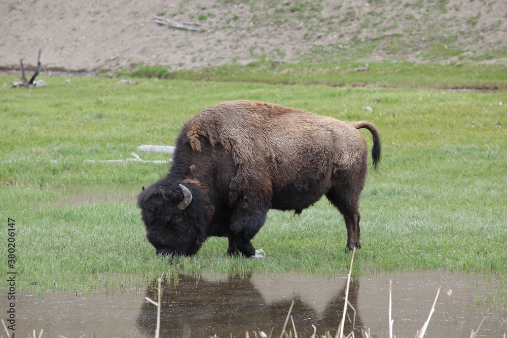 Buffalo Buffalo