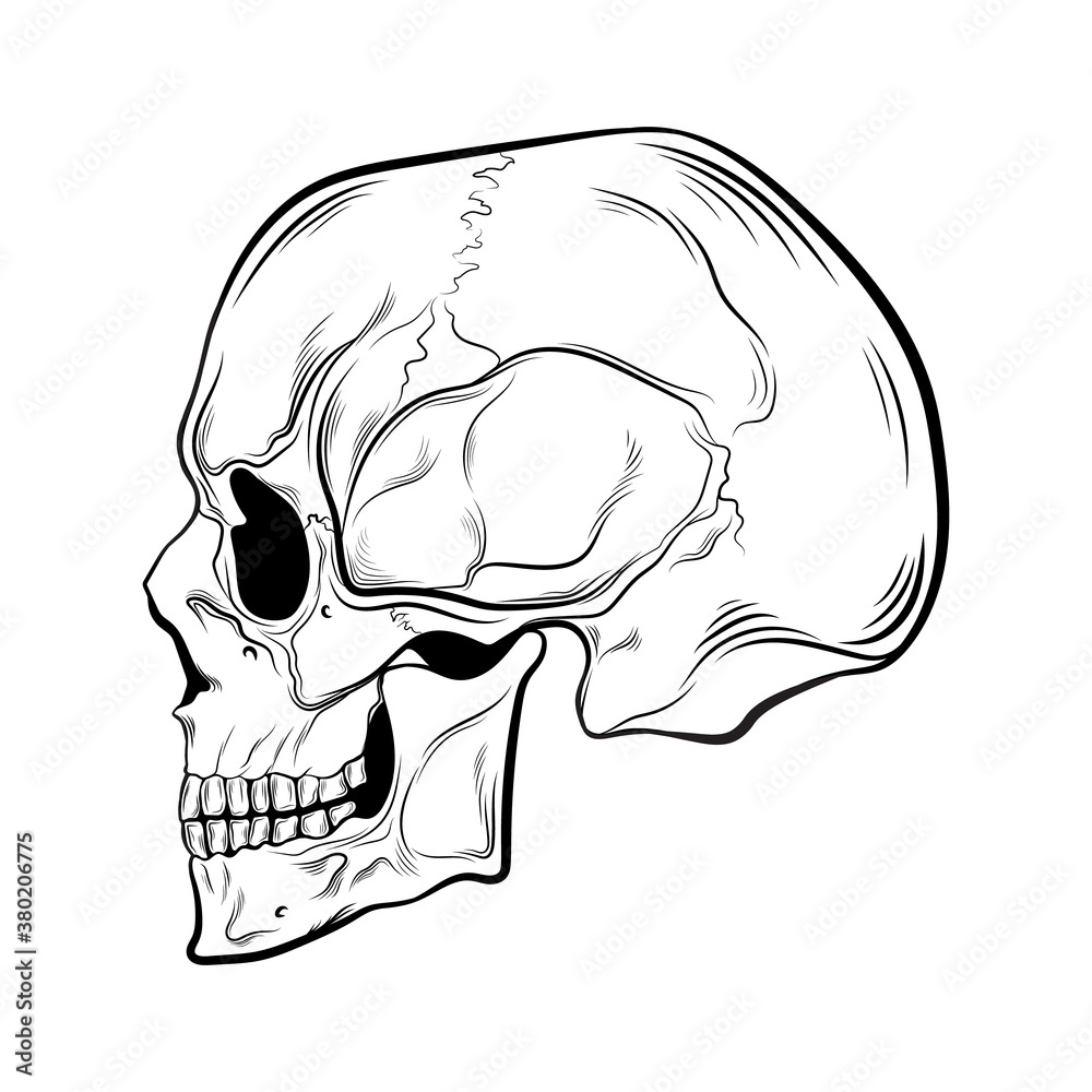 1600 Skull Side View Illustrations RoyaltyFree Vector Graphics  Clip  Art  iStock  Human skull