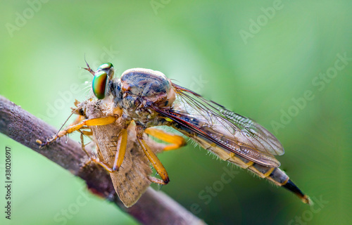 Dragonflies are hunting prey in nature.