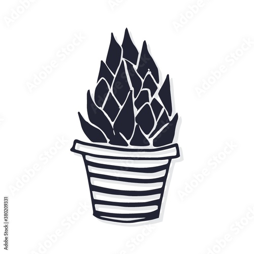 Potted succulent