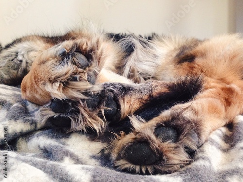 Close up of furry German Shepheard paws photo