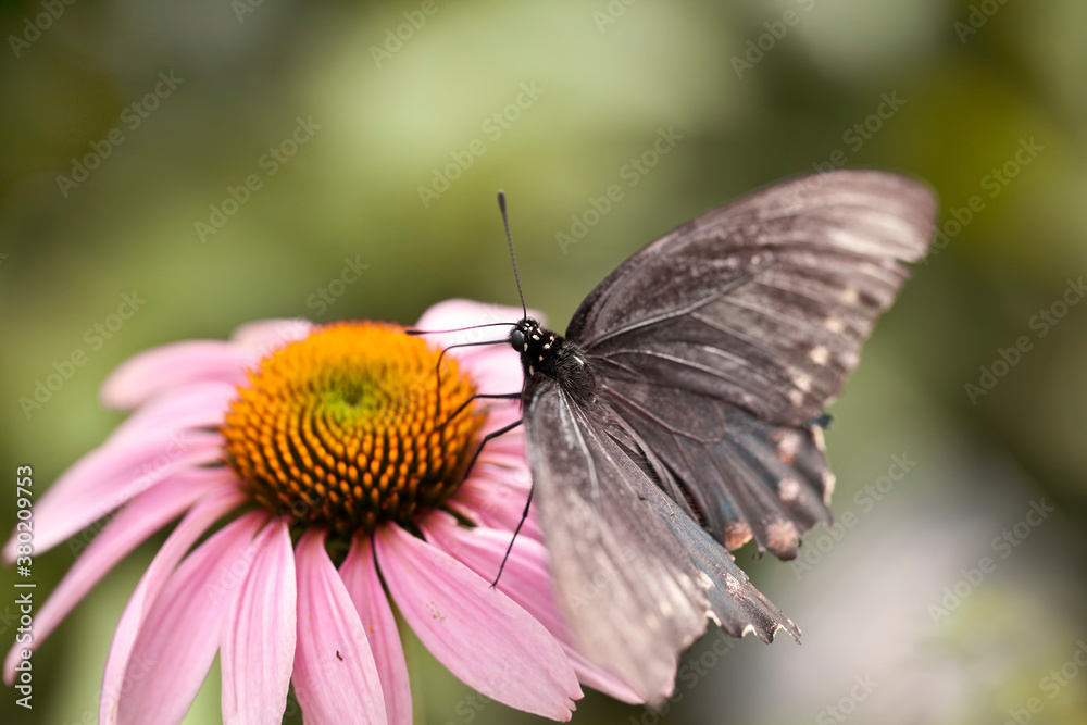 Pipevine Swallowtail Butterfly on A Coneflower Pipevine Swallowtail Butterfly on A Coneflower