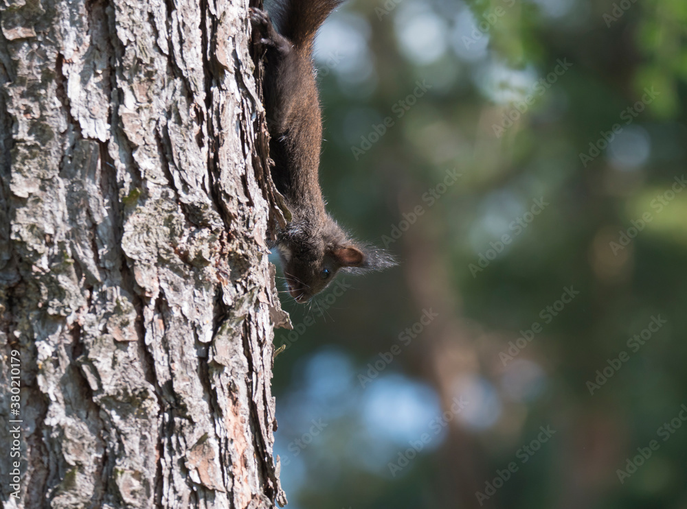 Obraz premium Close up cute black squirrel, Sciurus vulgaris climbing on the larch tree trunk. Green bokeh background. Selective focus, copy space