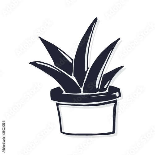 Potted succulent