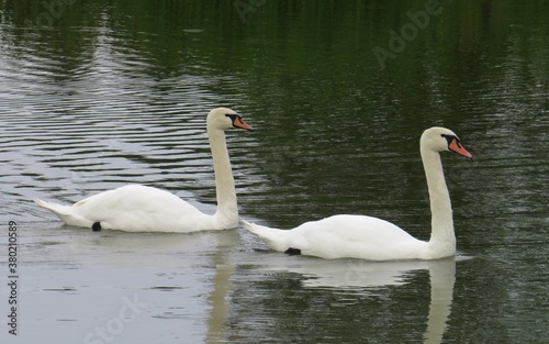 two white swans swim across the pond