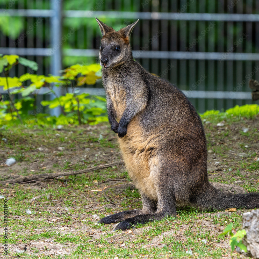 Naklejka premium Red kangaroo, Macropus rufus in a german park