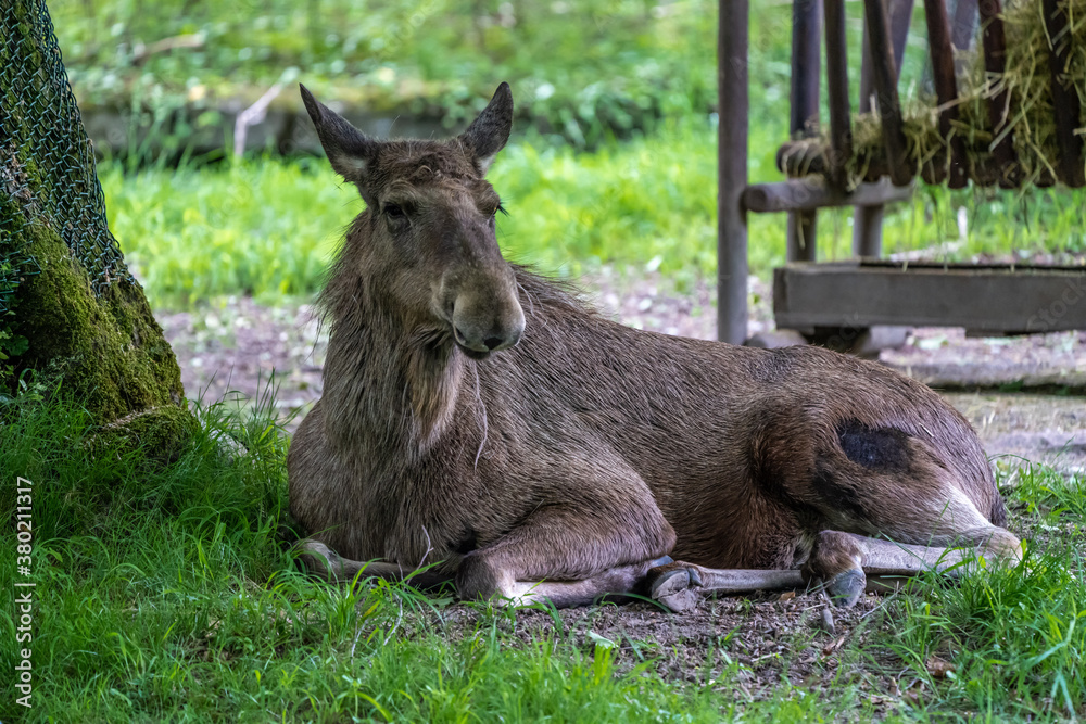 European Moose, Alces alces, also known as the elk European Moose, Alces alces, also known as the elk