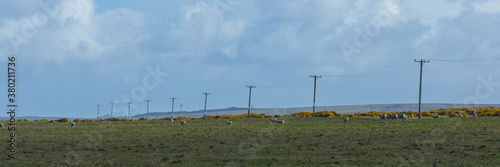 powerpoles across the landscape