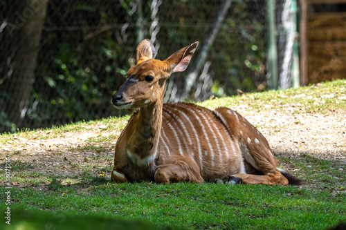 Nyala Antelope - Tragelaphus angasii. Wild life animal. photo