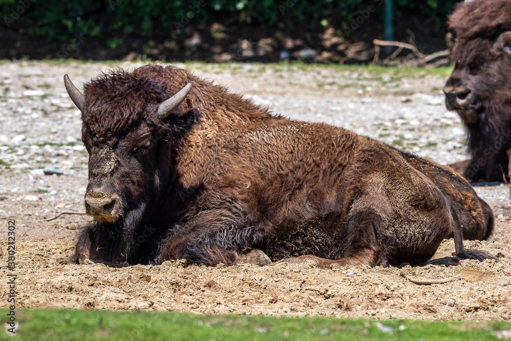 American buffalo known as bison, Bos bison in the zoo American buffalo known as bison, Bos bison in the zoo