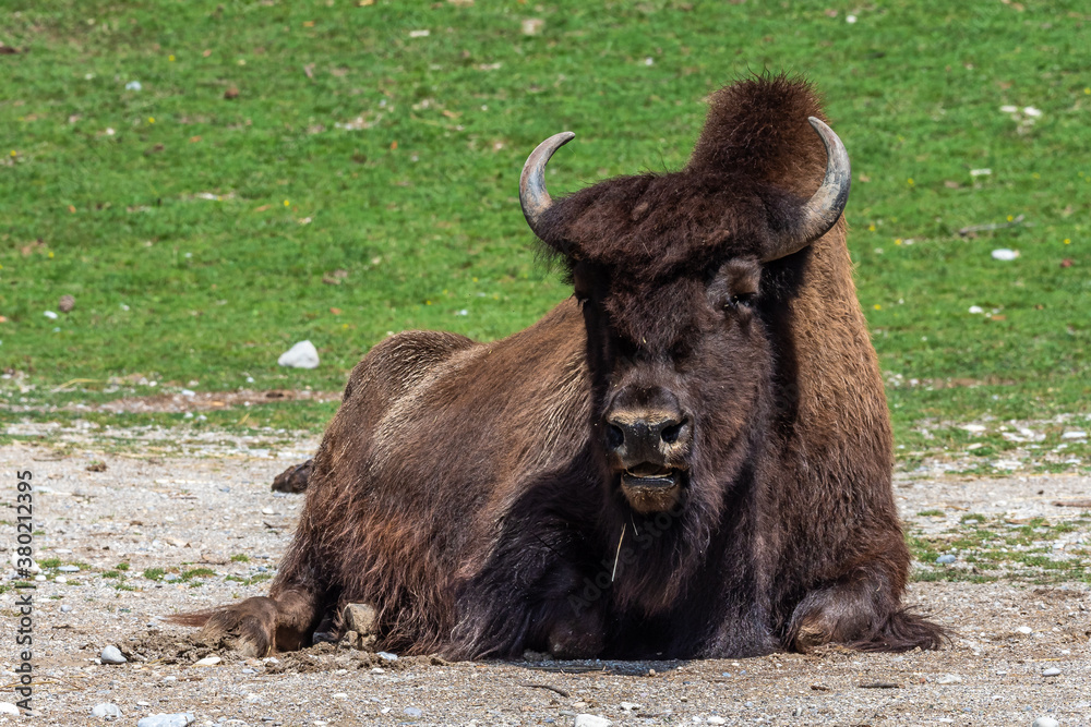 American buffalo known as bison, Bos bison in the zoo American buffalo known as bison, Bos bison in the zoo