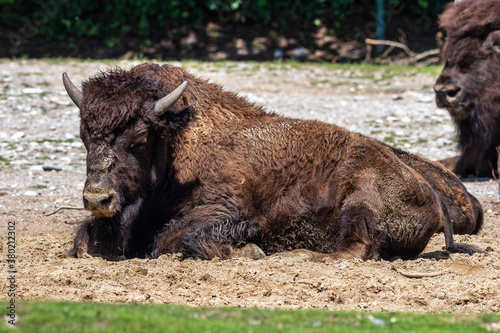 American buffalo known as bison, Bos bison in the zoo © rudiernst