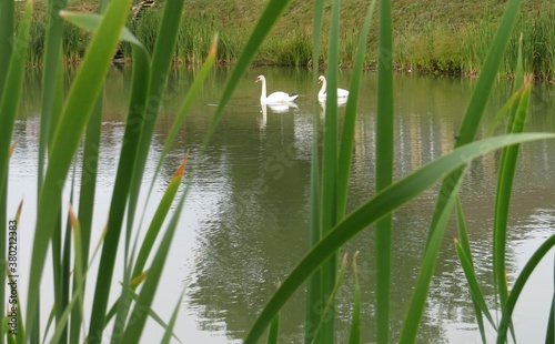 two white swans swim across the pond
