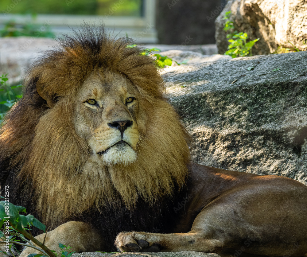 The lion, Panthera leo is one of the four big cats in the genus Panthera The lion, Panthera leo is one of the four big cats in the genus Panthera